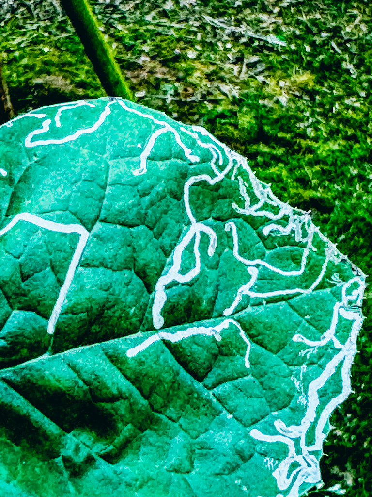ceci est une photo d'une feuille