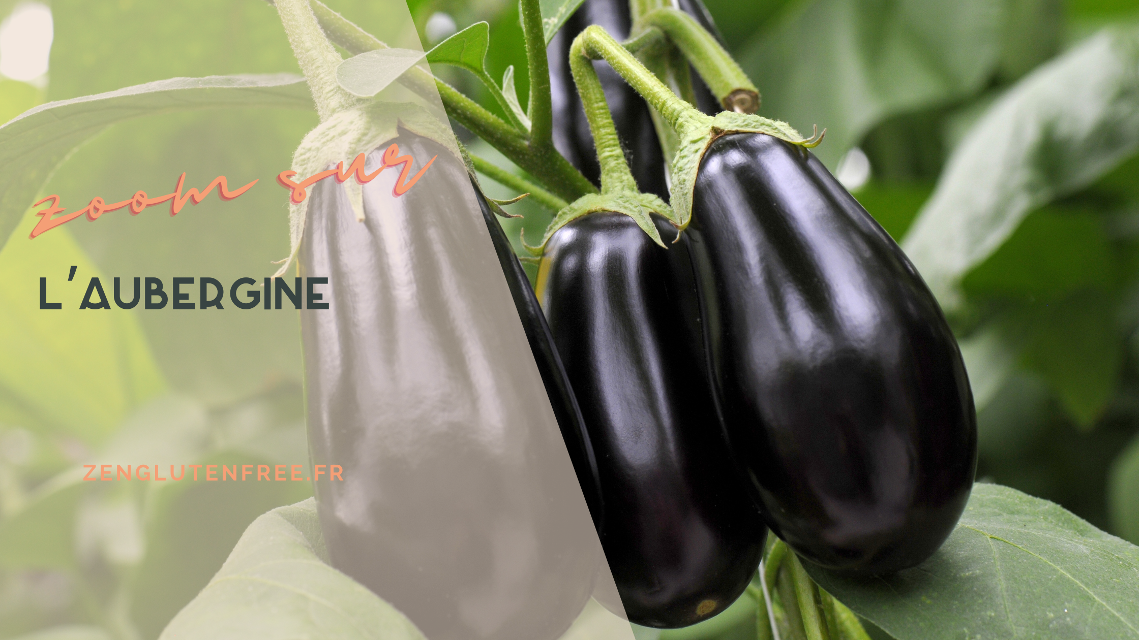 Ceci est une photo d'aubergine